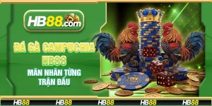 Đá gà Campuchia HB88 – Mãn nhãn từng trận đấu