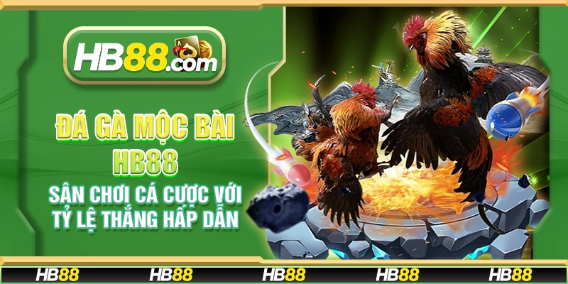 Đá gà Mộc Bài HB88 - Sân chơi cá cược với tỷ lệ thắng hấp dẫn