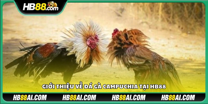 Tổng quan về đá gà Thomo Campuchia tại HB88