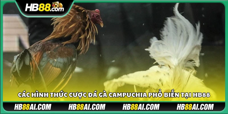 Những loại cược thường gặp trong đá gà HB88