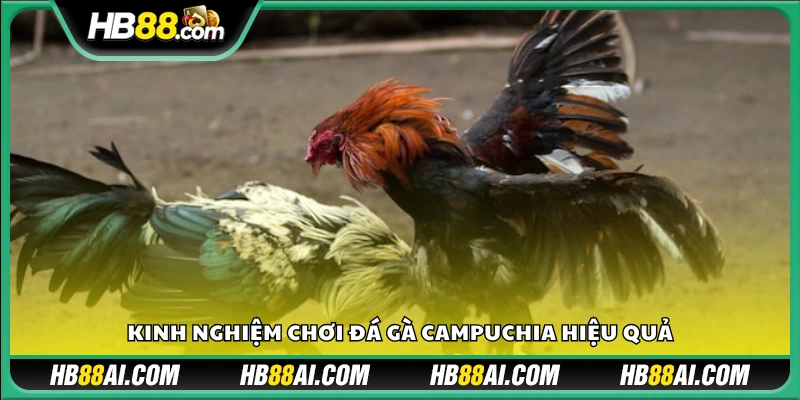 Mẹo soi kèo và phân tích chiến kê chuẩn xác