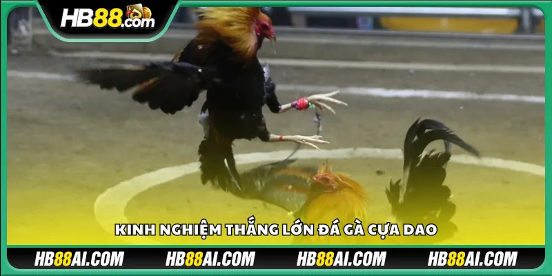 Kinh nghiệm thắng lớn đá gà cựa dao