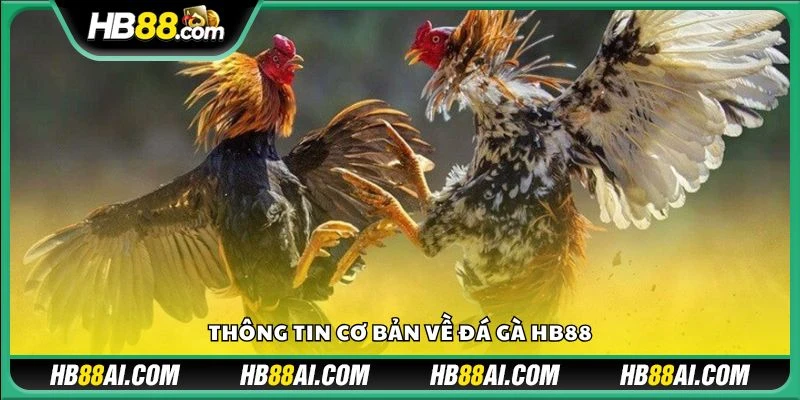 Các vấn đề thường gặp khi đặt cược đá gà HB88