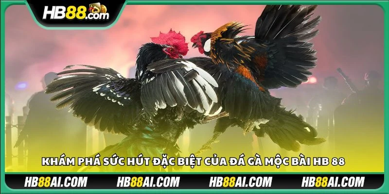 Khám phá sức hút đặc biệt của đá gà Mộc Bài HB 88 