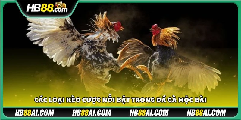 Các loại kèo cược nổi bật trong đá gà Mộc Bài