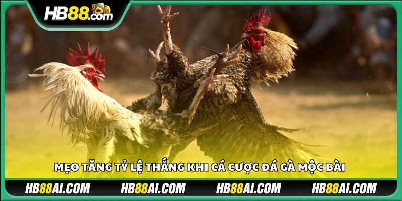 Mẹo tăng tỷ lệ thắng khi cá cược đá gà Mộc Bài 