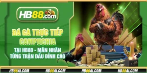 Đá gà trực tiếp Campuchia tại HB88 - Mãn nhãn từng trận đấu đỉnh cao