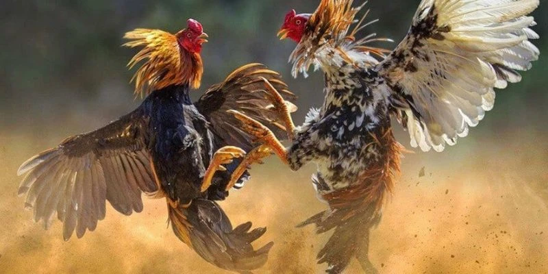 Tìm hiểu về đá gà livestream tại HB 88