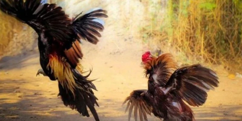 Khám phá các loại kèo đá gà livestream