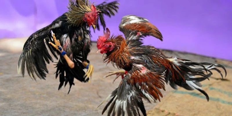 Mẹo đặt cược đá gà livestream hiệu quả