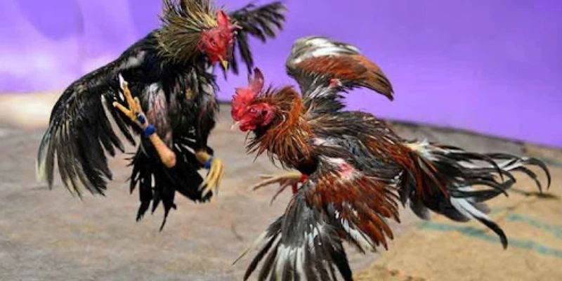 Khám phá đá gà trực tiếp Campuchia tại HB 88