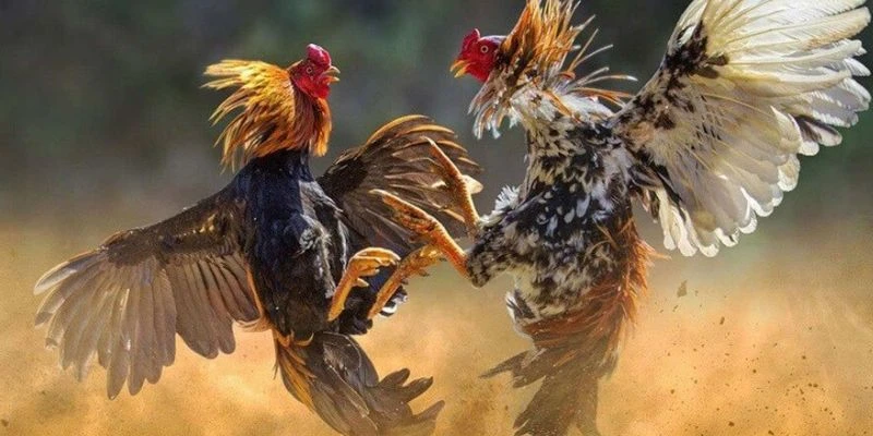 Tìm hiểu chi tiết về luật đá gà trực tiếp Campuchia