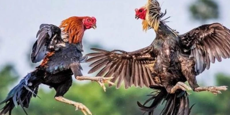 Mẹo đặt cược đá gà trực tiếp Campuchia dễ thắng