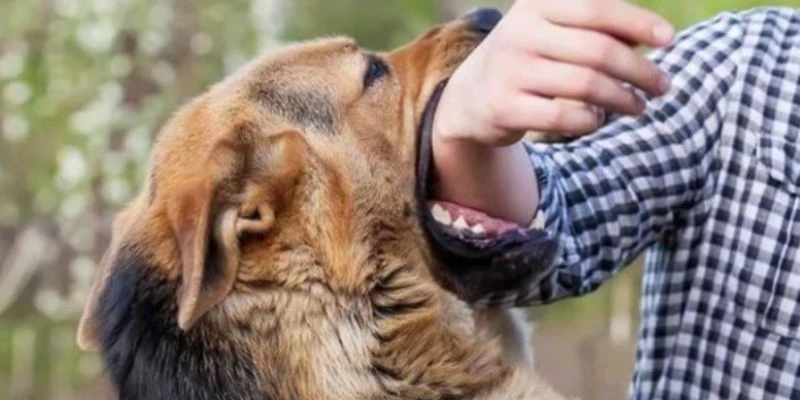 Giải mã giấc mơ thấy chó cắn và ý nghĩa của nó