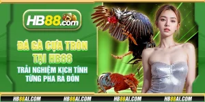 Đá gà cựa tròn tại HB88 - Trải nghiệm kịch tính từng pha ra đòn