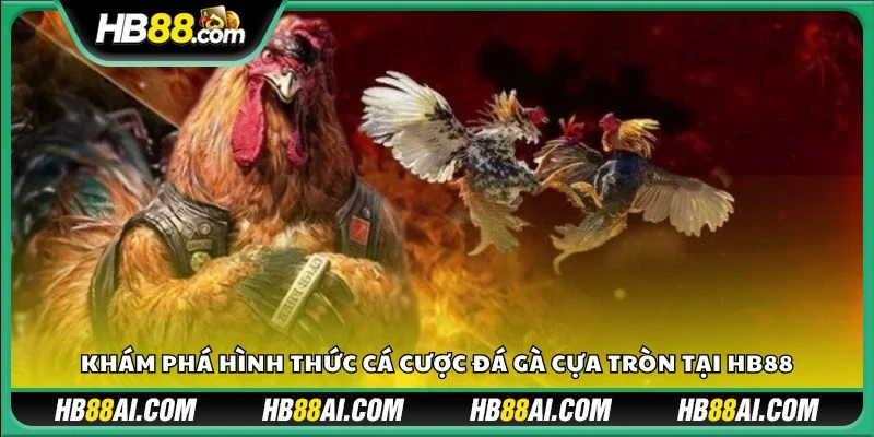 Khám phá hình thức cá cược đá gà cựa tròn tại HB88