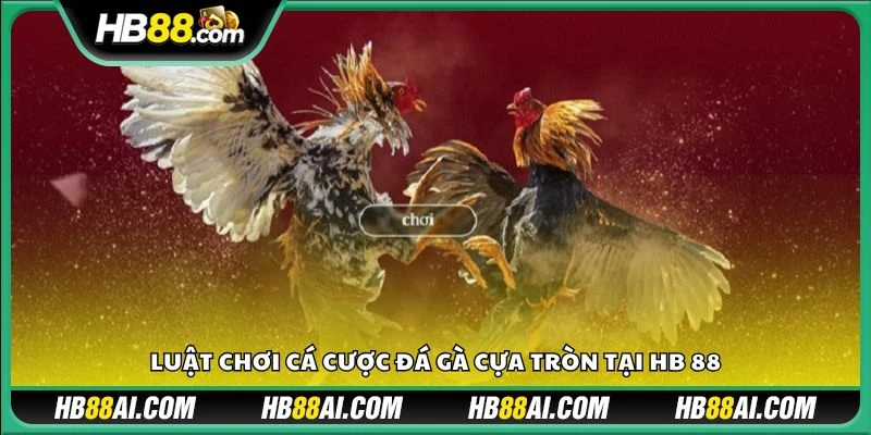 Luật chơi cá cược đá gà cựa tròn tại HB 88