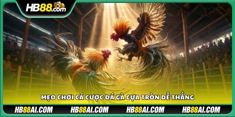 Mẹo chơi cá cược đá gà cựa tròn dễ thắng