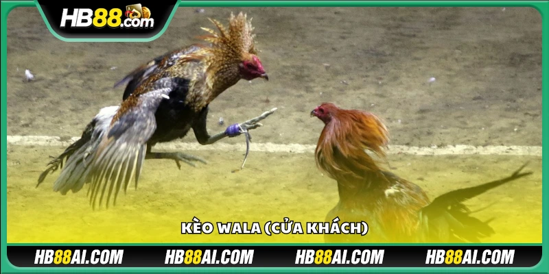 Kèo Wala – lựa chọn đặt cược cho chiến kê cửa khách