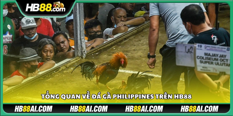 Giới thiệu chung về cá cược đá gà Philippines trên Hb88