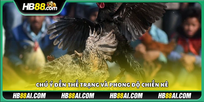 Đánh giá tình trạng thể lực và phong độ của chiến kê