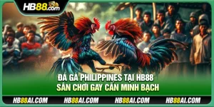 Đá gà Philippines tại Hb88 – Sân chơi gay cấn minh bạch