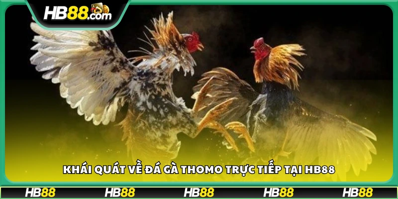 Giới thiệu khái quát đá gà Thomo trực tiếp tại Hb88