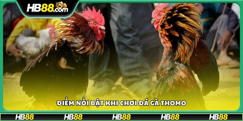 Điểm hấp dẫn đặc biệt khi tham gia đá gà Thomo