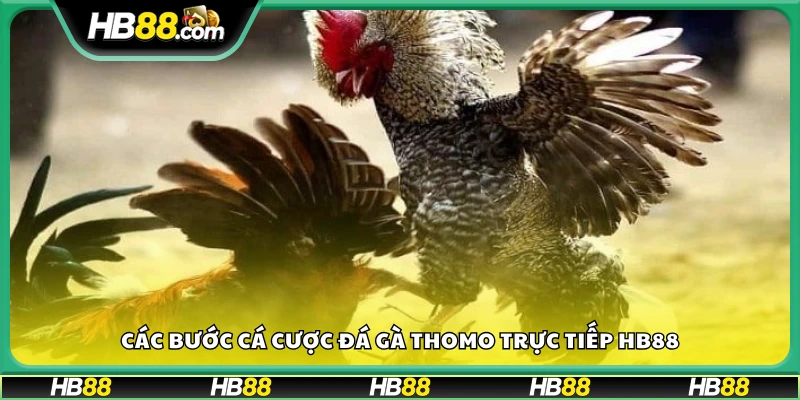 Quy trình cá cược đá gà Thomo tại Hb88