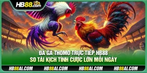 Đá gà thomo trực tiếp Hb88 – So tài kịch tính cược lớn mỗi ngày
